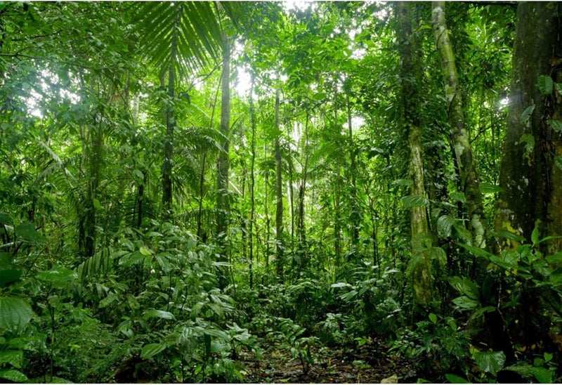 YongFoto YongFoto 5x3ft Jungle Forest Trees Backdrops for Photography Summer Woods Wonderland Trees Plant Spring Nature Landscape Photography Background Picnic Camping Girl Boy Scouts Adventure Photo Studio  - Image 1