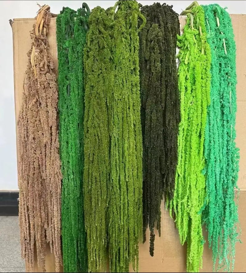 Bluejw New Color Amaranth Dried Plants – Natural Preserved Hanging Amaranthus for High-Quality Wedding Bouquet & Floral Decoration - Image 5
