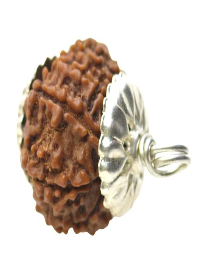 IRIS GEMS 10 mukhi rudraksha from Nepal Original Certified दस मुखी रुद्राक्ष १० मुखी रुद्राक्ष das mukhi rudraksha 10 face rudraksha mala for Men Women Natural Brown Beads rudraksha ओरिजिनल सर्टिफाइड - Image 2