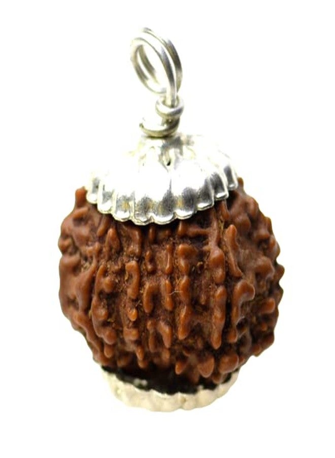 IRIS GEMS 10 mukhi rudraksha from Nepal Original Certified दस मुखी रुद्राक्ष १० मुखी रुद्राक्ष das mukhi rudraksha 10 face rudraksha mala for Men Women Natural Brown Beads rudraksha ओरिजिनल सर्टिफाइड - Image 3