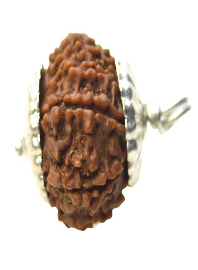 IRIS GEMS 10 mukhi rudraksha from Nepal Original Certified दस मुखी रुद्राक्ष १० मुखी रुद्राक्ष das mukhi rudraksha 10 face rudraksha mala for Men Women Natural Brown Beads rudraksha ओरिजिनल सर्टिफाइड - Image 1