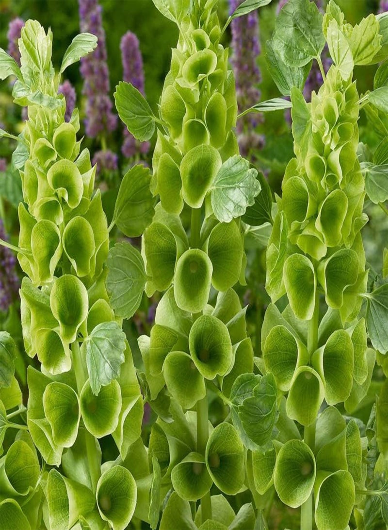 Seeds Bells of Ireland/Moluccella/Shellflower/Annual Flowers