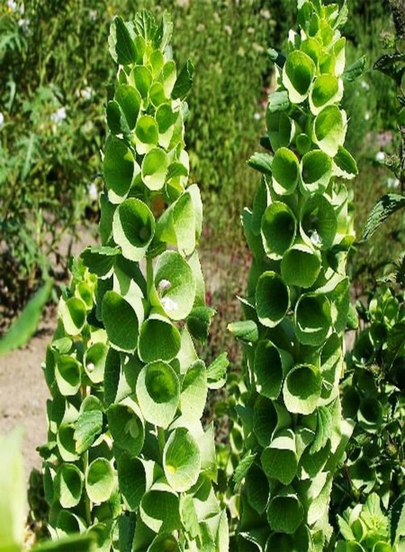 Seeds Bells of Ireland/Moluccella/Shellflower/Annual Flowers