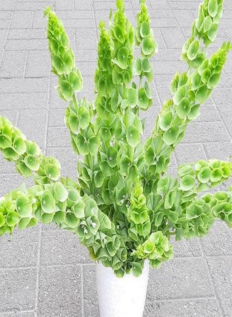 Seeds Bells of Ireland/Moluccella/Shellflower/Annual Flowers