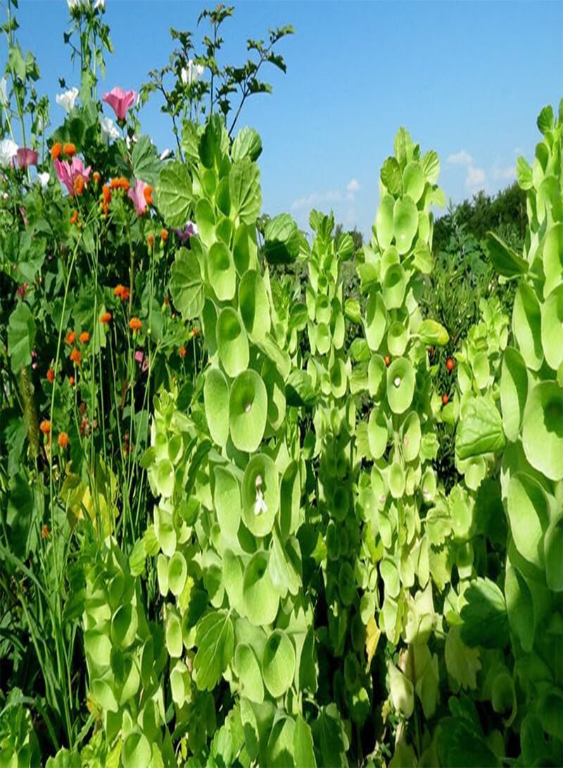 Seeds Bells of Ireland/Moluccella/Shellflower/Annual Flowers