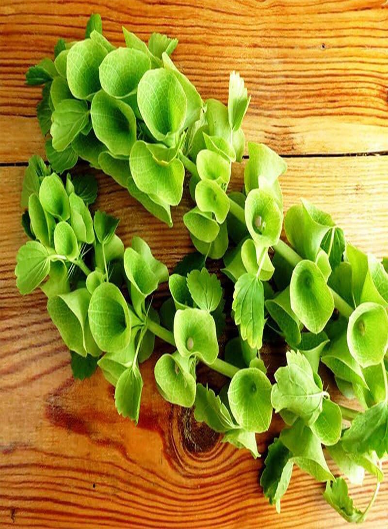 Seeds Bells of Ireland/Moluccella/Shellflower/Annual Flowers