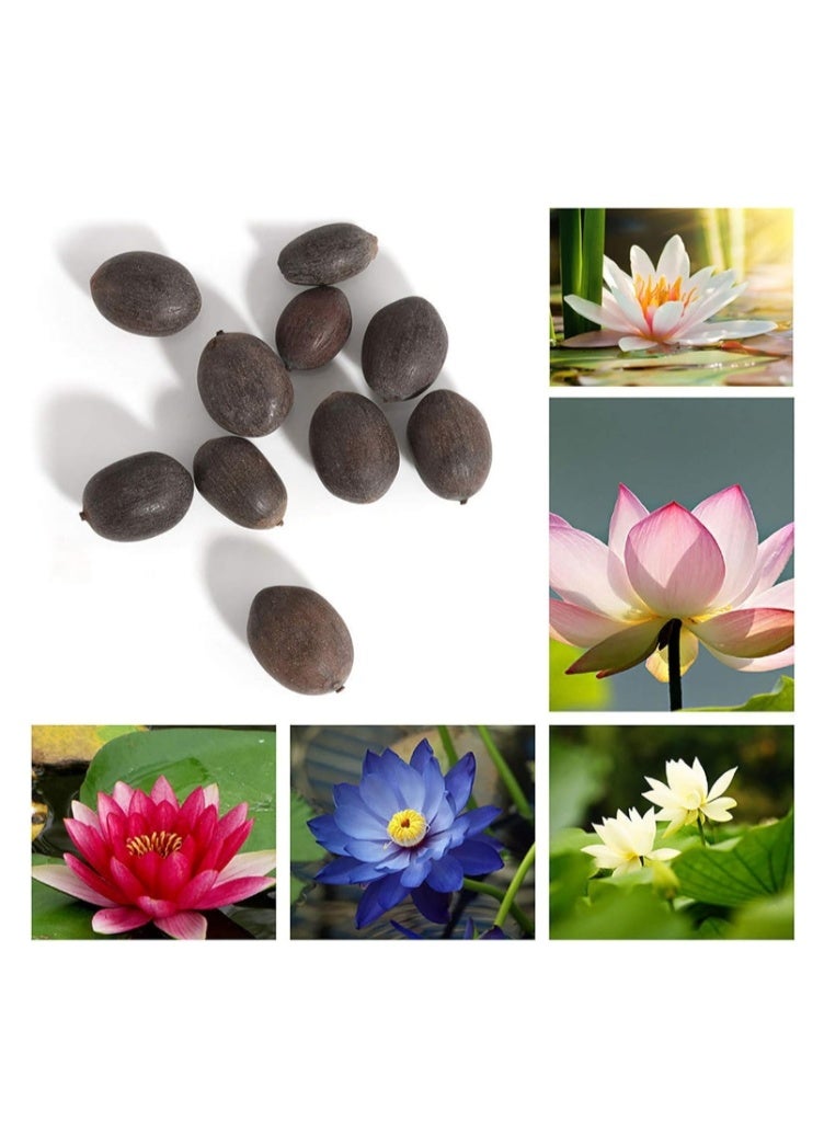 50 قطعة من بذور زهرة اللوتس من بونساي وعاء، بذور زهرة زنبق الماء، نباتات بألوان مختلطة للبونساي الداخلي والبرك الخارجية والحدائق، بذور زنبق الماء - Image 4