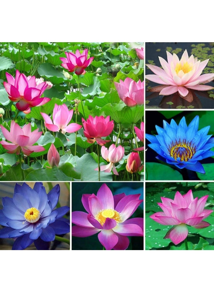 50 قطعة من بذور زهرة اللوتس من بونساي وعاء، بذور زهرة زنبق الماء، نباتات بألوان مختلطة للبونساي الداخلي والبرك الخارجية والحدائق، بذور زنبق الماء - Image 3