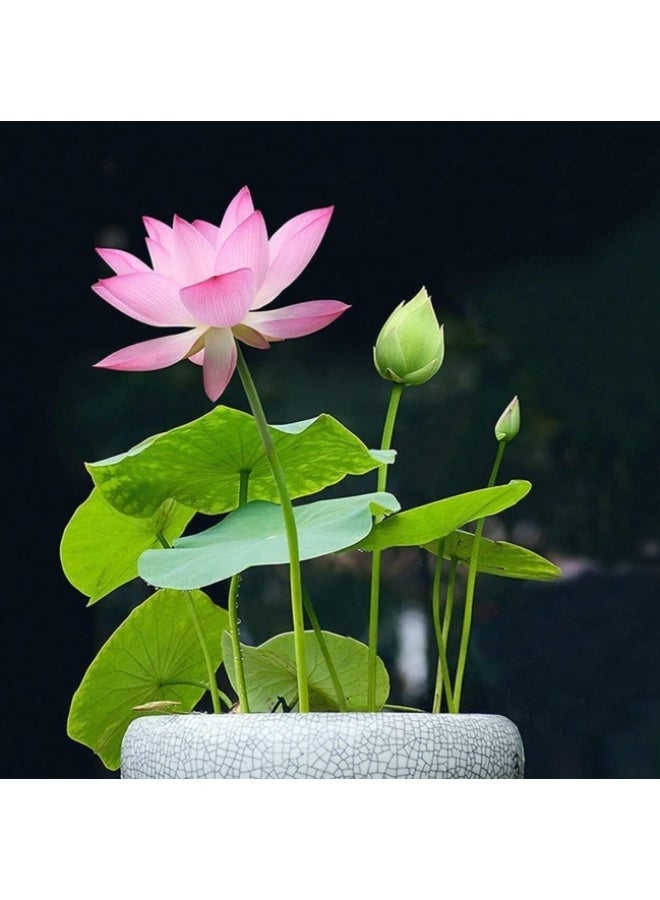 50 قطعة من بذور زهرة اللوتس من بونساي وعاء، بذور زهرة زنبق الماء، نباتات بألوان مختلطة للبونساي الداخلي والبرك الخارجية والحدائق، بذور زنبق الماء - Image 5