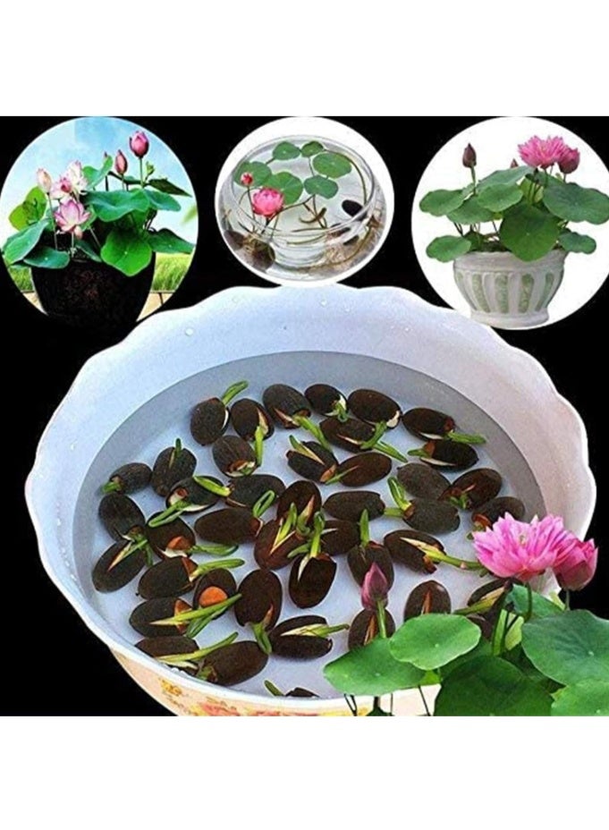 50 قطعة من بذور زهرة اللوتس من بونساي وعاء، بذور زهرة زنبق الماء، نباتات بألوان مختلطة للبونساي الداخلي والبرك الخارجية والحدائق، بذور زنبق الماء - Image 2