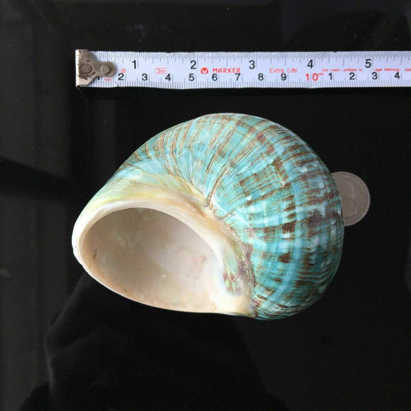 Wixine 1Pcs 10cm Green Turbo Natural Rare Real Sea Shell Conch Stunning Healing Decor Ocean - Image 4