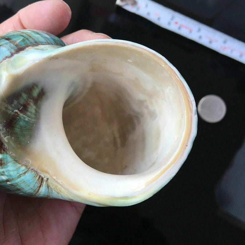 Wixine 1Pcs 10cm Green Turbo Natural Rare Real Sea Shell Conch Stunning Healing Decor Ocean - Image 5