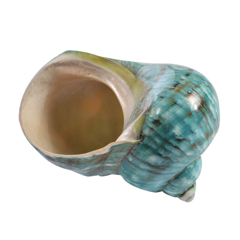 Wixine 1Pcs 10cm Green Turbo Natural Rare Real Sea Shell Conch Stunning Healing Decor Ocean - Image 1