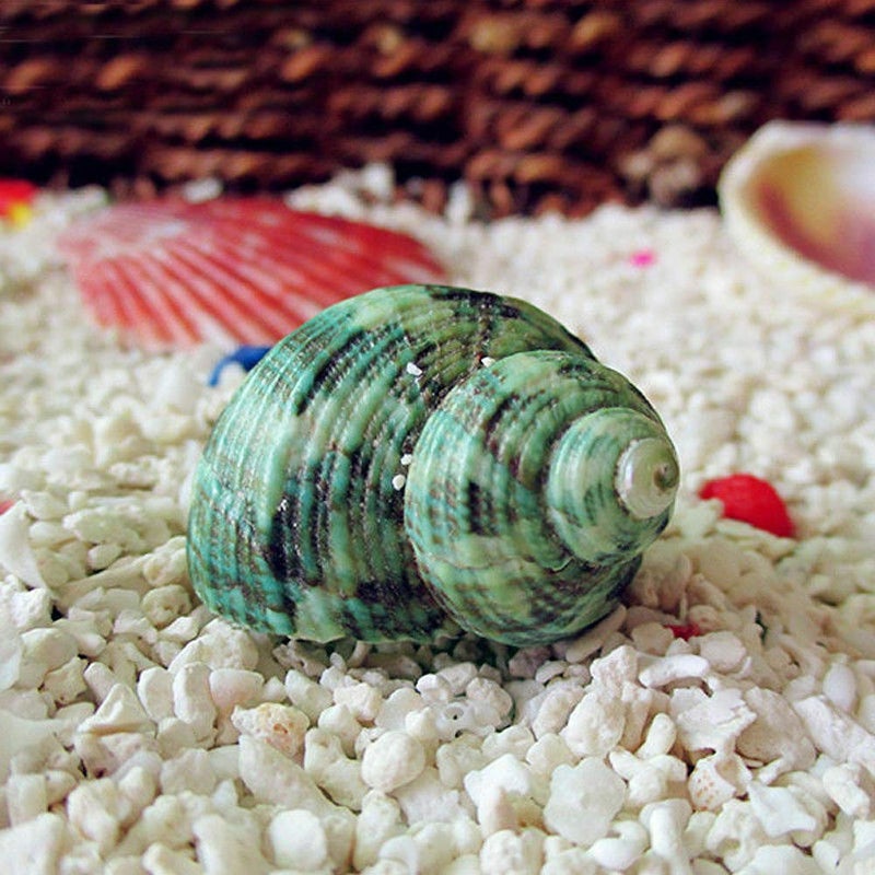 Wixine 1Pcs 10cm Green Turbo Natural Rare Real Sea Shell Conch Stunning Healing Decor Ocean - Image 3