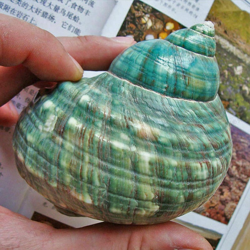 Wixine 1Pcs 10cm Green Turbo Natural Rare Real Sea Shell Conch Stunning Healing Decor Ocean - Image 2