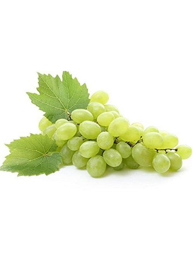 أوبو زيت بذور العنب 100% نقي وغير مكرر ومصفى جزئيًا وغير معطر ومعصور على البارد من زيت عنب النبيذ السائب 16 أونصة للشعر والبشرة والجسم والوجه وتغذية الترطيب والترطيب - Image 4