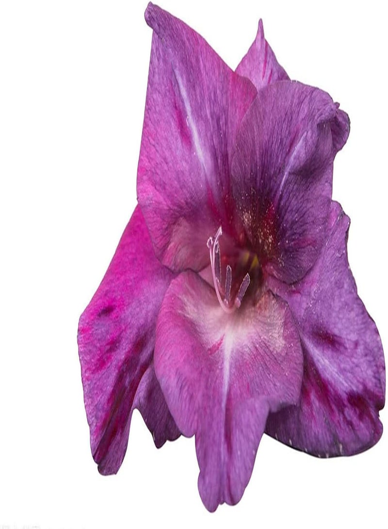 جي جوت 5 قطع من بذور الجلاديولس، أصناف زهور أرجوانية جميلة تنمو وتزدهر في الصيف، عشاق البستنة، حديقة زخرفية، زهور الجلاديولس - Image 2