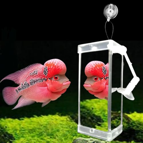 SANSEFERO® Rumble Fish Training Mirror Flowerhorn Training Three Side Mirror with a Frame, Interactive Floating Ball and Suction Cup for Representability Fin and Improves Physical Exercise (DYJ-10) - Image 1