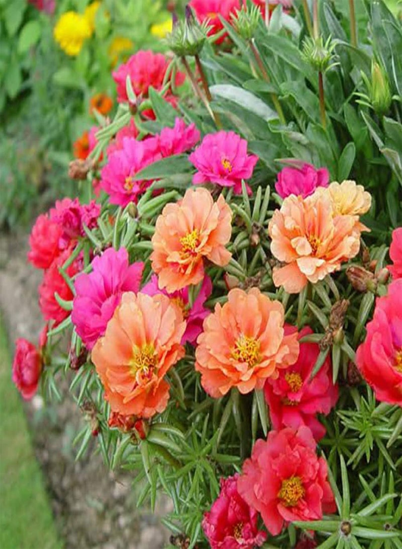GGOOT 10 Mixed UK Moss Rose Seeds Portulaca Grandiflora Grow Coloured Garden Flowers - Image 3