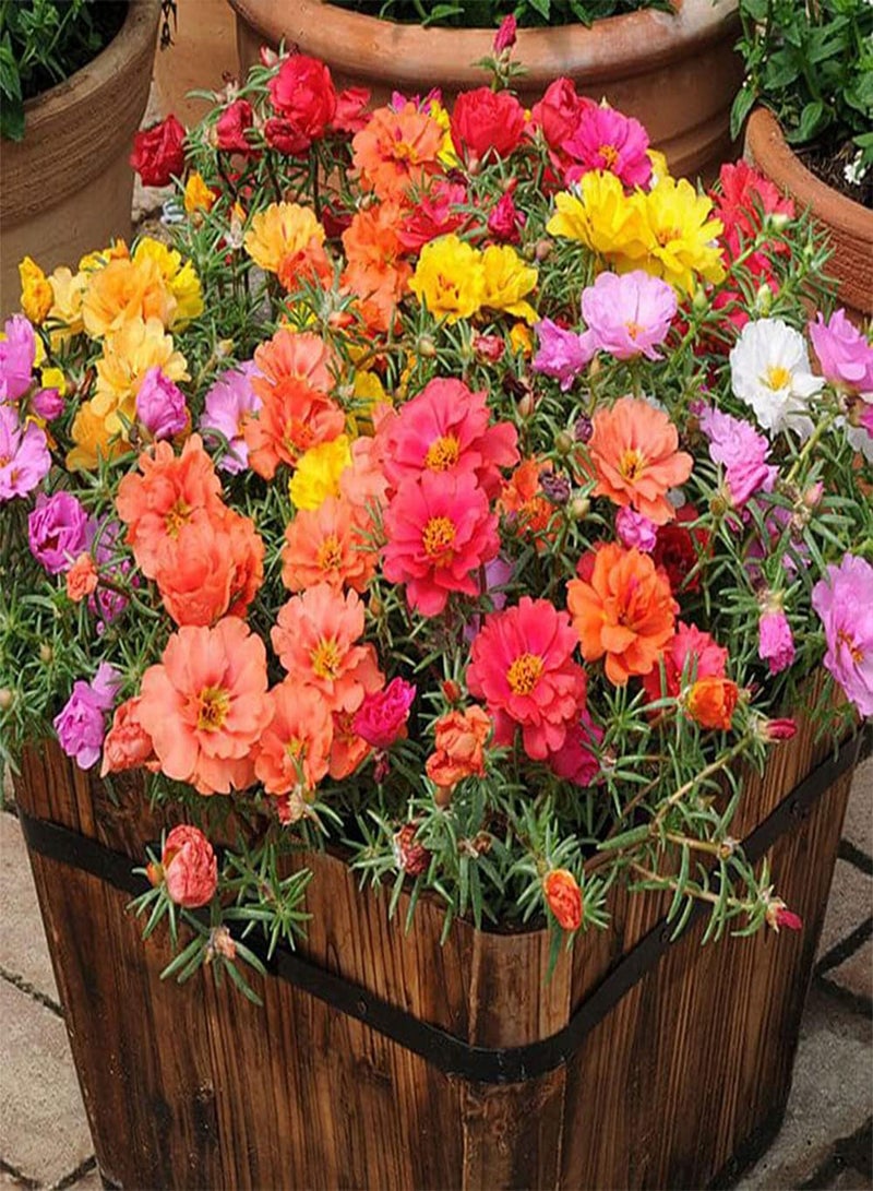 GGOOT 10 Mixed UK Moss Rose Seeds Portulaca Grandiflora Grow Coloured Garden Flowers - Image 1