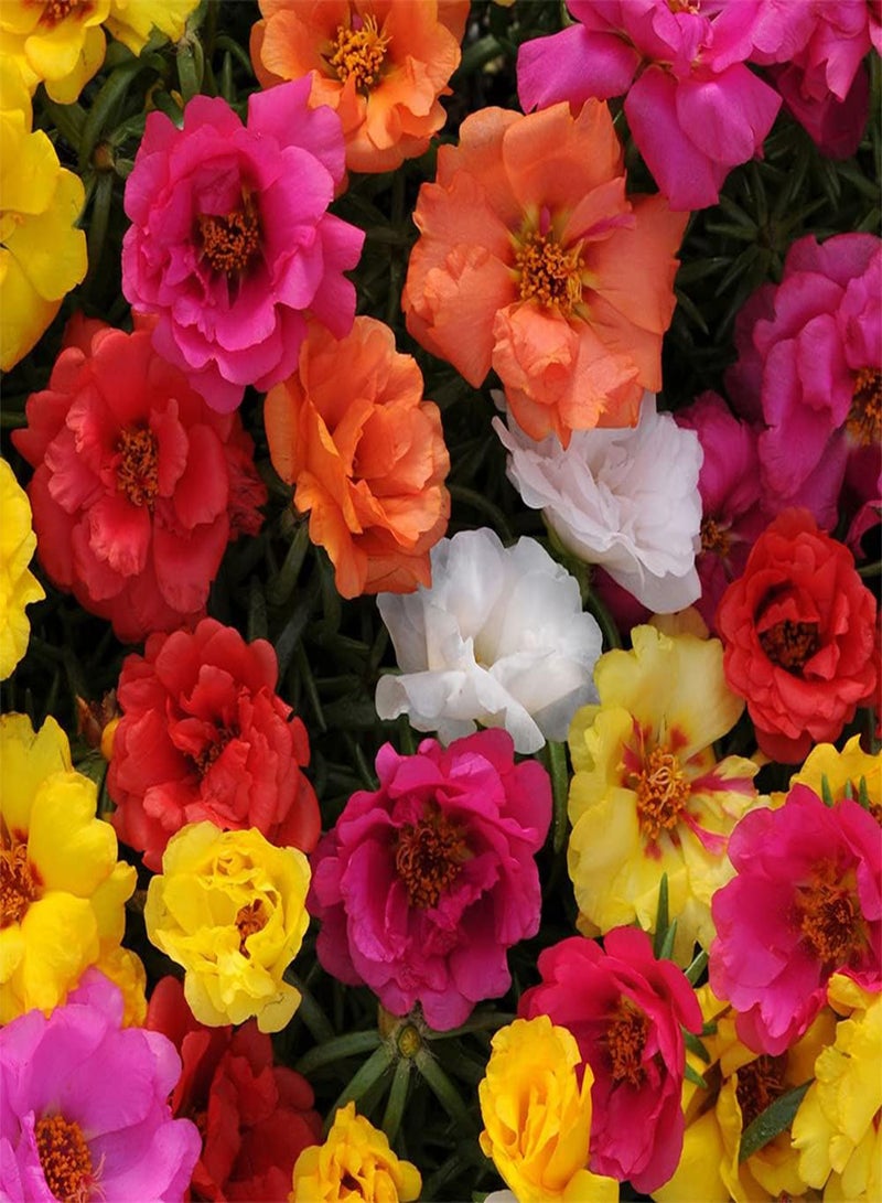 GGOOT 10 Mixed UK Moss Rose Seeds Portulaca Grandiflora Grow Coloured Garden Flowers - Image 2