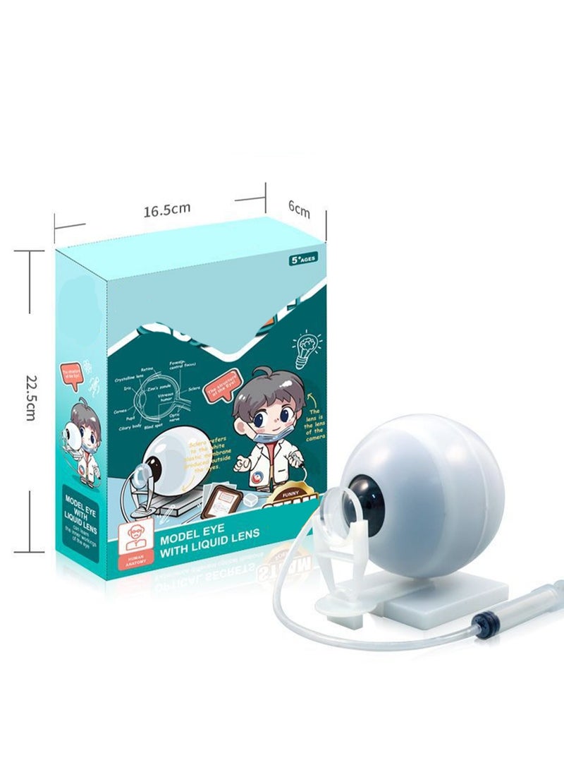 Water Mirror Eyeball Model Human Body Assembly For Children Torso Model With Detachable Parts Preschool And School Medical Education Science Set - Image 2