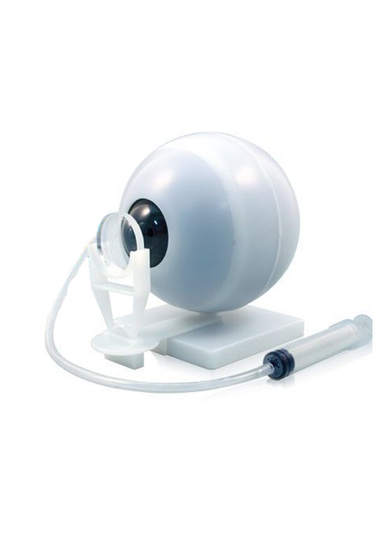 Water Mirror Eyeball Model Human Body Assembly For Children Torso Model With Detachable Parts Preschool And School Medical Education Science Set - Image 1