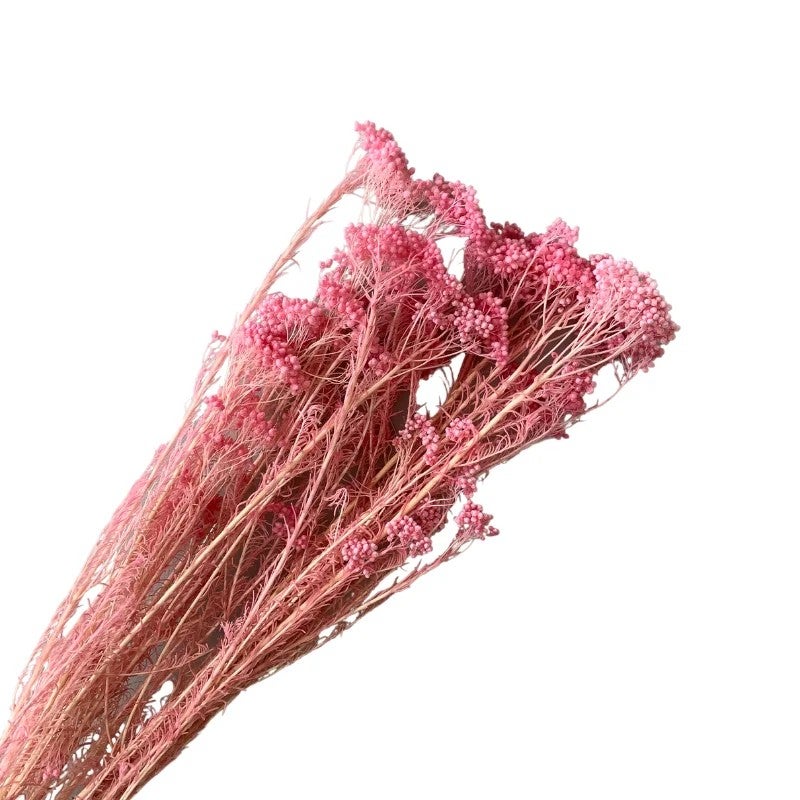 Bluejw Preserved Rice Flower Everlasting Dried Miller Ozothamnus Diosmifolius – Long-Lasting Dried Plants for Home Indoor Decor, Wedding Bouquets & Floral Arrangements - Image 1