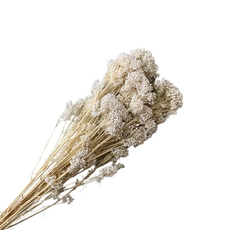 Bluejw Preserved Rice Flower Everlasting Dried Miller Ozothamnus Diosmifolius – Long-Lasting Dried Plants for Home Indoor Decor, Wedding Bouquets & Floral Arrangements - Image 2