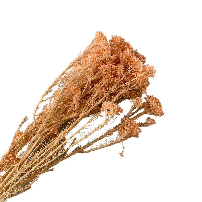 Bluejw Preserved Rice Flower Everlasting Dried Miller Ozothamnus Diosmifolius – Long-Lasting Dried Plants for Home Indoor Decor, Wedding Bouquets & Floral Arrangements - Image 5