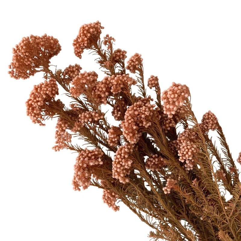 Bluejw Preserved Rice Flower Everlasting Dried Miller Ozothamnus Diosmifolius – Long-Lasting Dried Plants for Home Indoor Decor, Wedding Bouquets & Floral Arrangements - Image 3