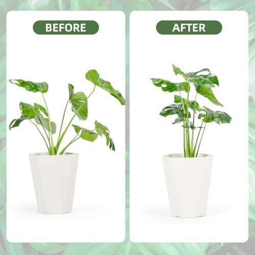 Yeomant 6PCS Iron Monstera Plant Support, Uniquely Designed Indoor Plant Accessories, Stable Plant Support Stakes for Indoor Plant, Turtle Shell Bamboo Clamp Set for Thriving Growth - Image 3