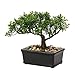 Briful Artificial Bonsai Tree Juniper Faux Plants Indoor Small Fake Plants Decor with Ceramic Pots for Home Table - Image 2
