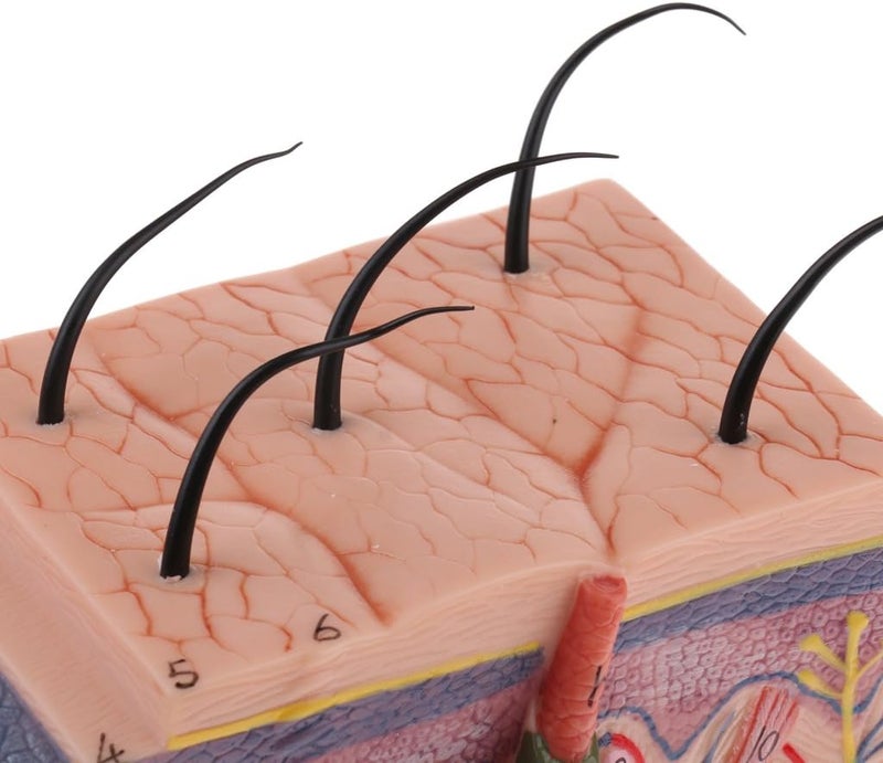 klarako 1:50 Scale Skin Model Anatomical Model Anatomy Science Study Teaching Supplies Skin Structure Model Aids Tools - Image 2