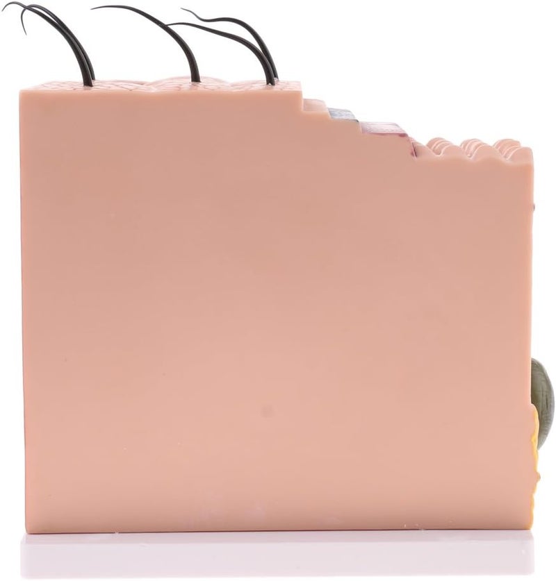 klarako 1:50 Scale Skin Model Anatomical Model Anatomy Science Study Teaching Supplies Skin Structure Model Aids Tools - Image 3