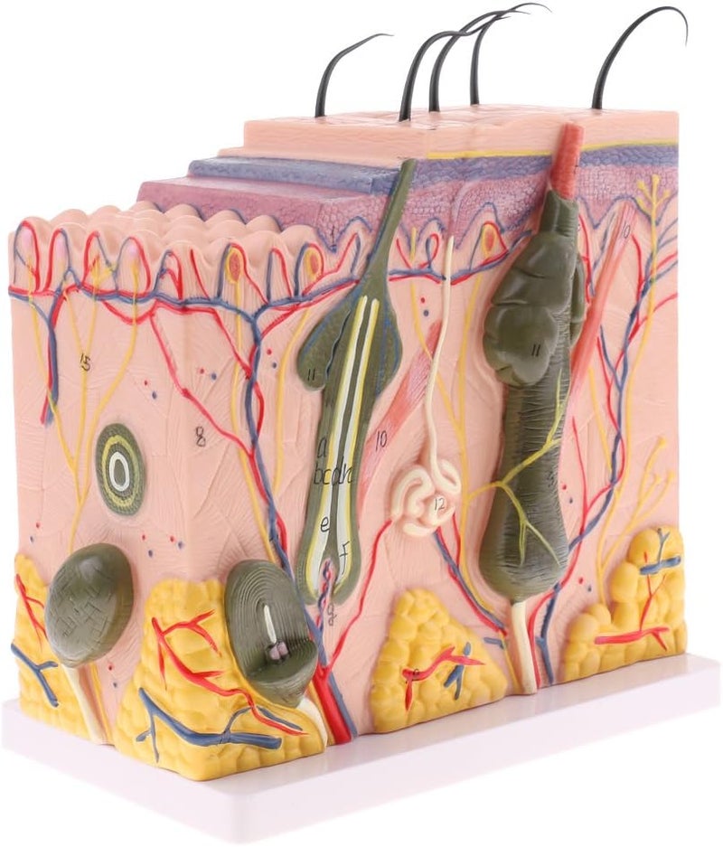 klarako 1:50 Scale Skin Model Anatomical Model Anatomy Science Study Teaching Supplies Skin Structure Model Aids Tools - Image 5