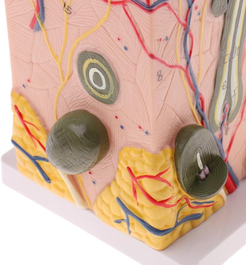 klarako 1:50 Scale Skin Model Anatomical Model Anatomy Science Study Teaching Supplies Skin Structure Model Aids Tools - Image 4