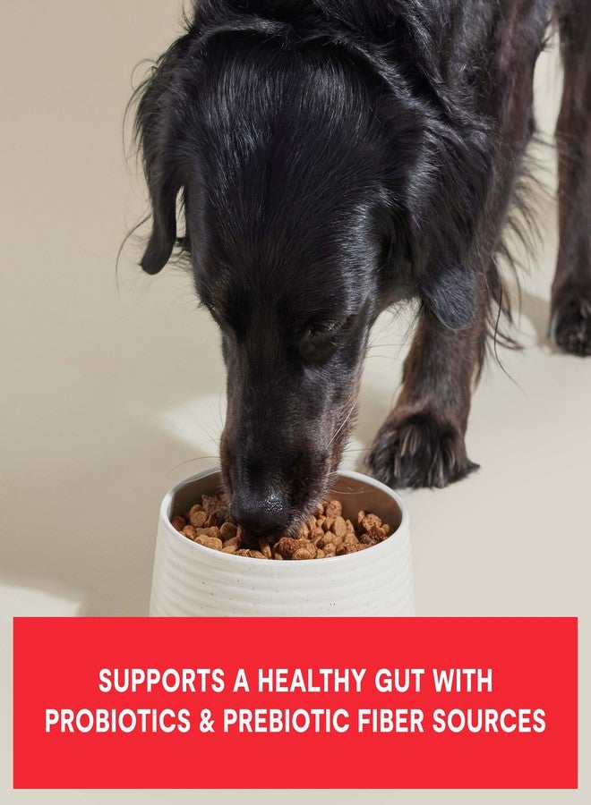 Open Farm أوبن فارم، إبيك بلند، طعام جاف عالي البروتين للكلاب، حبيبات مغلفة بالبروبيوتيك ومُشبعة بمرق العظام مع لحم وأعضاء مجففة بالهواء، معالجة بأقل قدر ممكن وغنية بالعناصر الغذائية، وصفة لحم بقري وأطعمة فائقة، كيس 3.5 رطل - Image 3