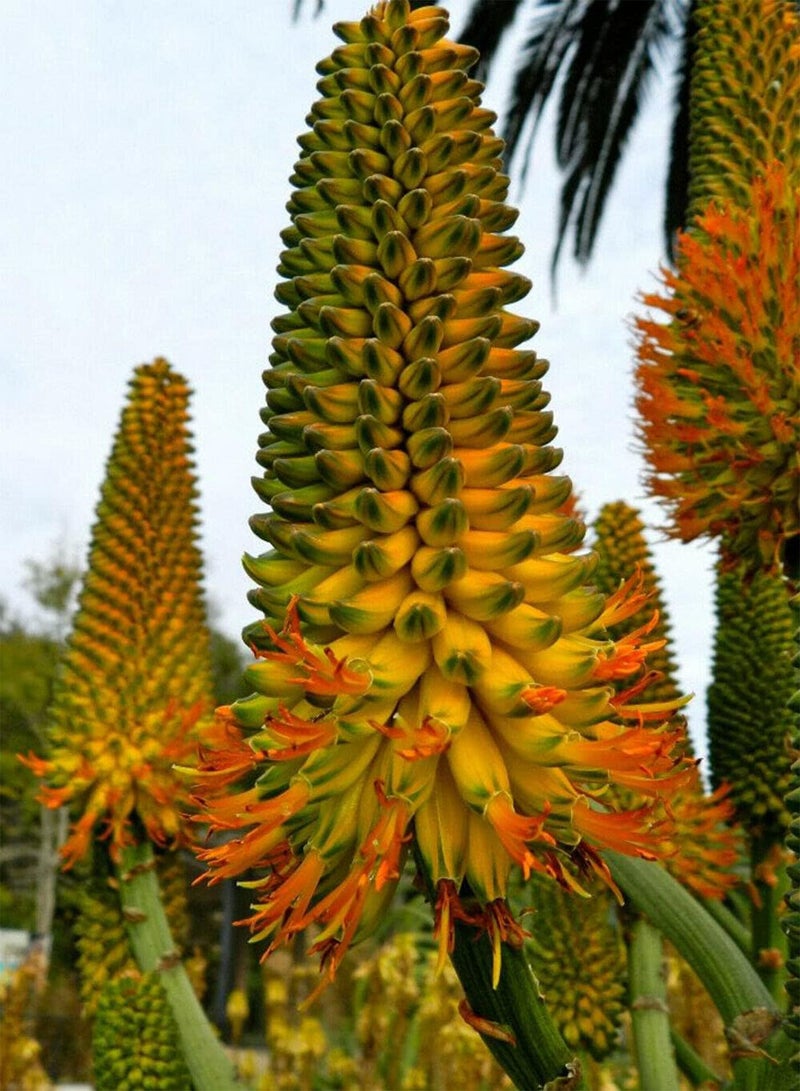 GGOOT 100 Seeds Aloe Thraskii Golden Aloe Dune Aloe  - Image 1