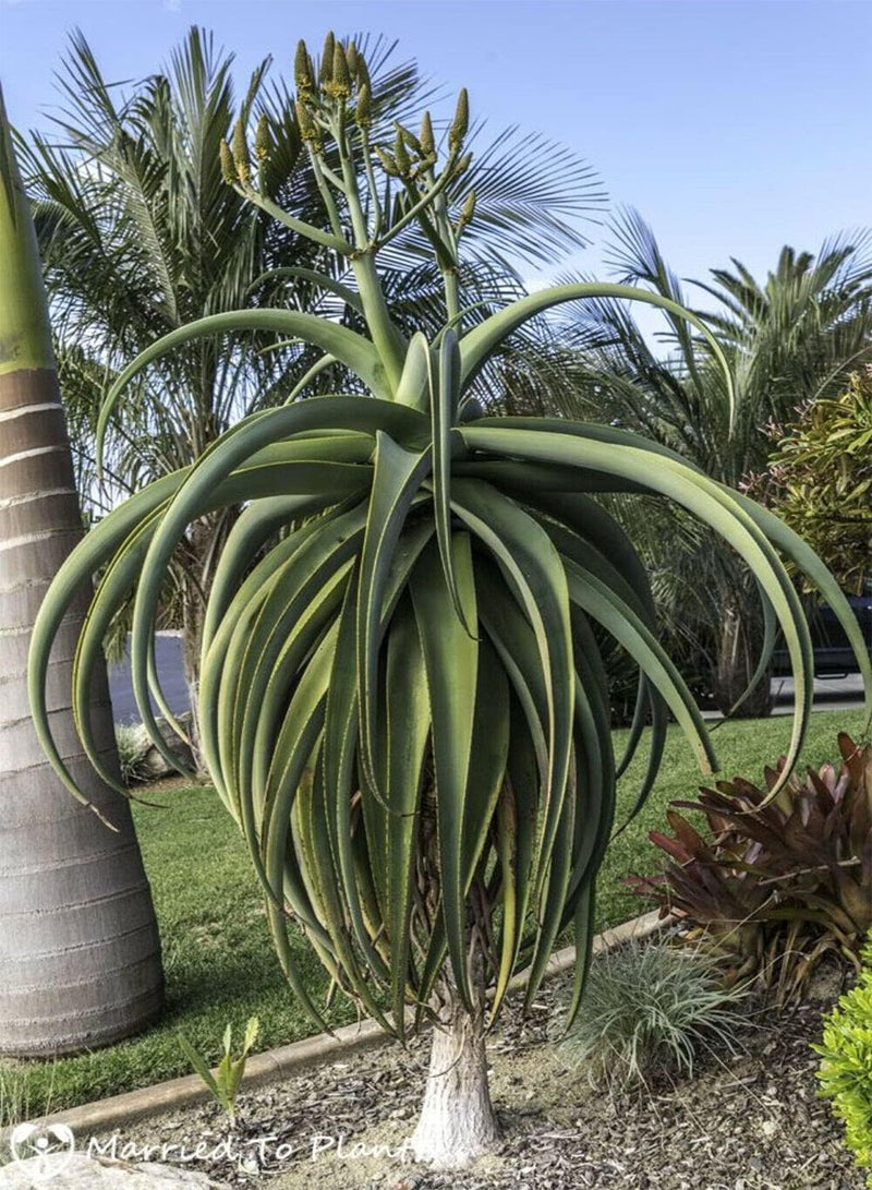 GGOOT 100 Seeds Aloe Thraskii Golden Aloe Dune Aloe  - Image 3