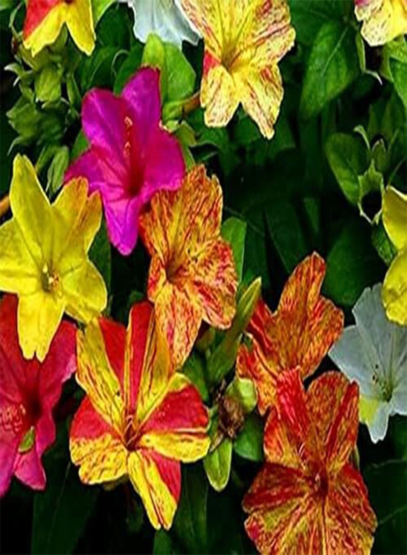 جي جوت 40 × بذور زهرة الساعة الرابعة الرائعة من بيرو ميرابيليس جالابا الفلورية للزراعة في الحديقة والفناء - Image 1