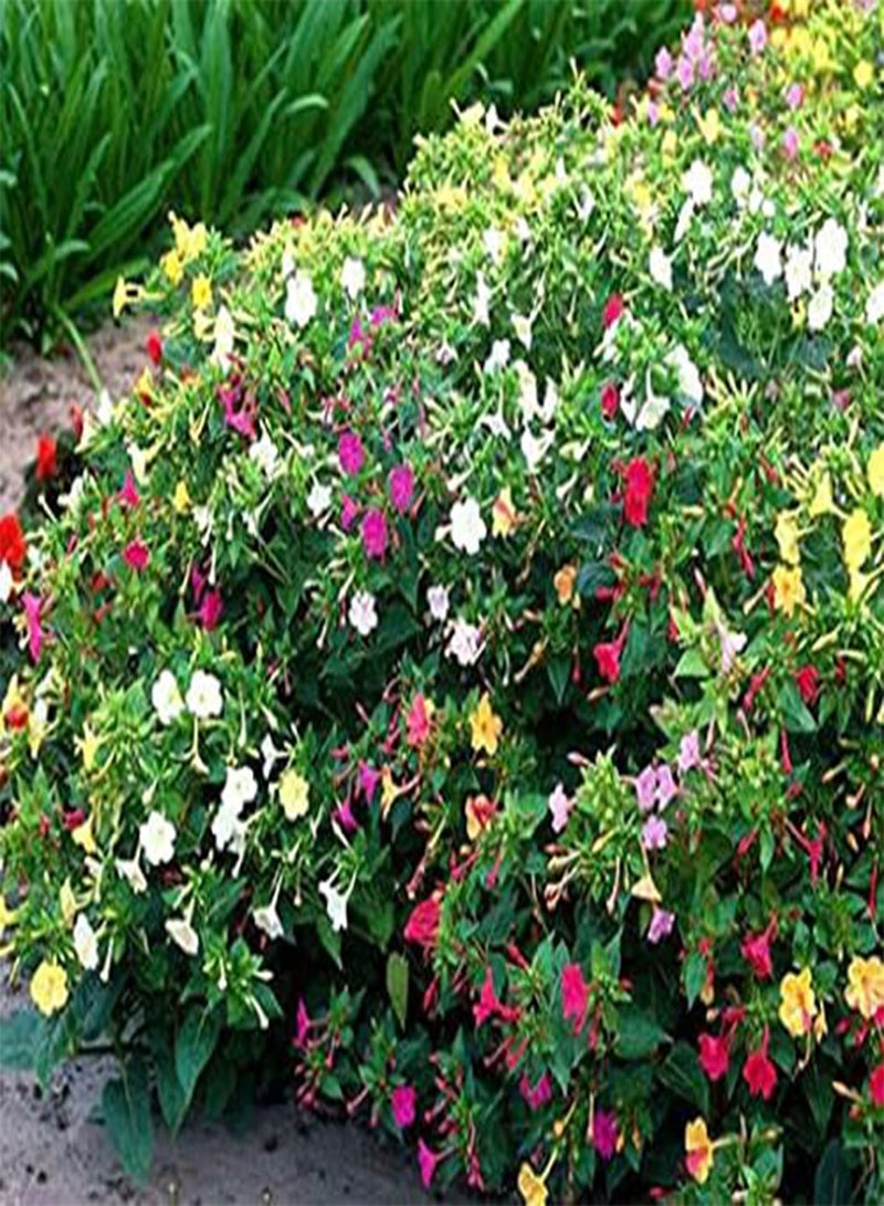 جي جوت 40 × بذور زهرة الساعة الرابعة الرائعة من بيرو ميرابيليس جالابا الفلورية للزراعة في الحديقة والفناء - Image 2