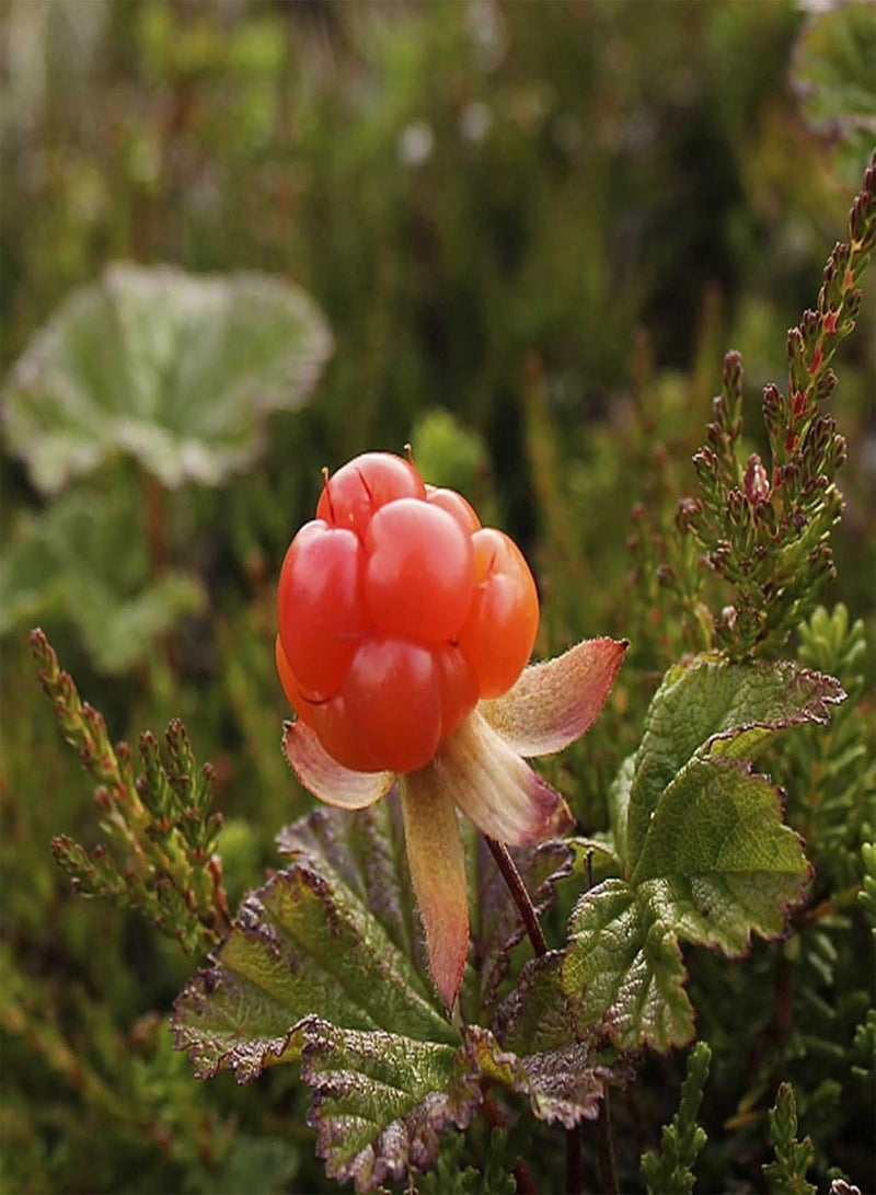 جي جوت 50 قطعة/كيس بذور، بذور فاكهة روبوس كاميموروس طازجة سريعة النمو وصديقة للبيئة للاستخدام المنزلي - بذور - Image 4