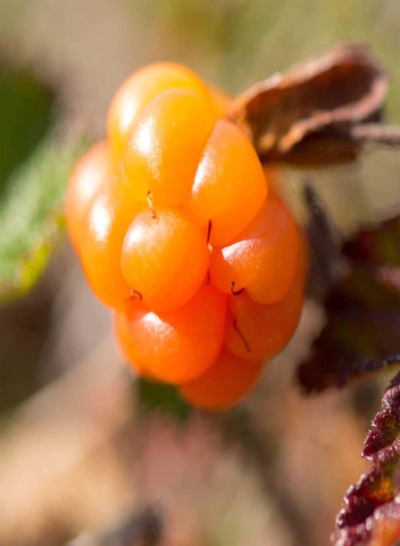 جي جوت 50 قطعة/كيس بذور، بذور فاكهة روبوس كاميموروس طازجة سريعة النمو وصديقة للبيئة للاستخدام المنزلي - بذور - Image 2