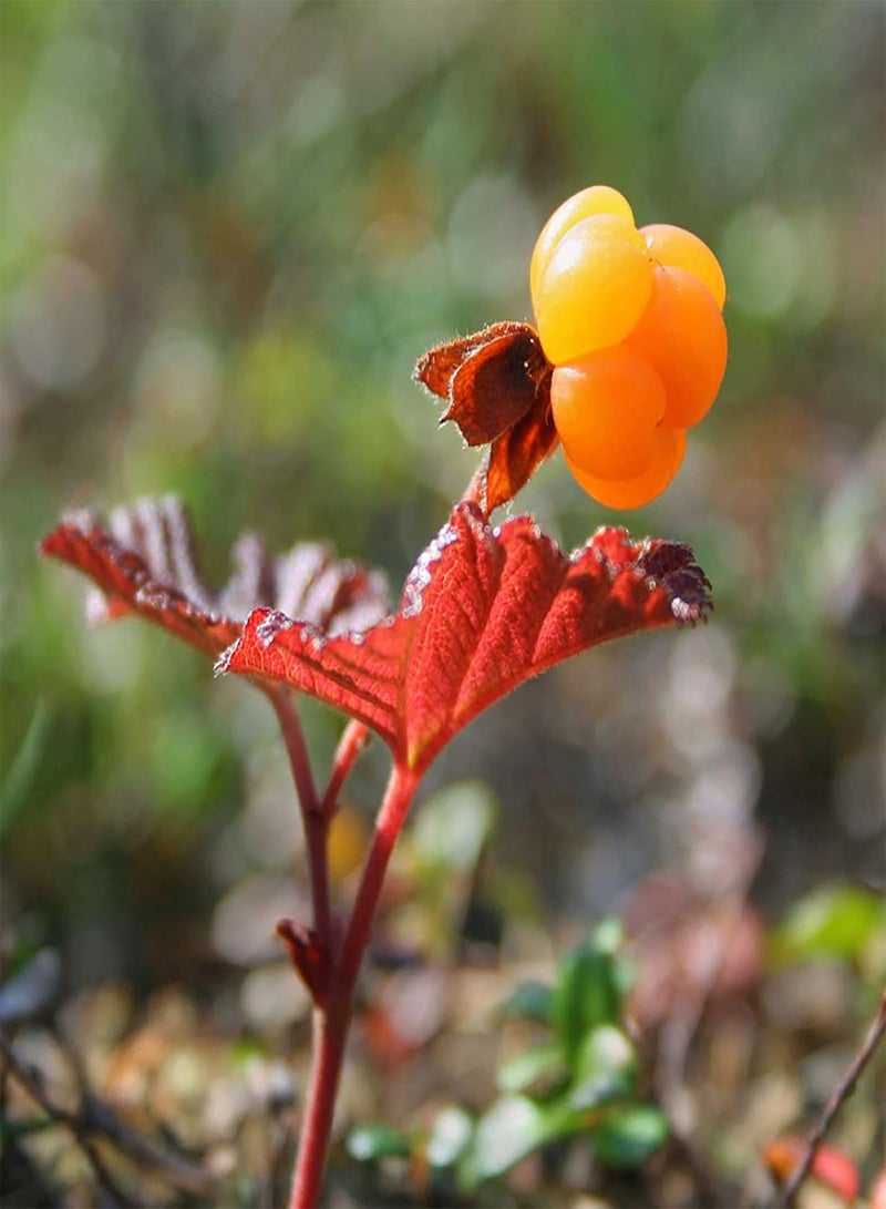 جي جوت 50 قطعة/كيس بذور، بذور فاكهة روبوس كاميموروس طازجة سريعة النمو وصديقة للبيئة للاستخدام المنزلي - بذور - Image 5