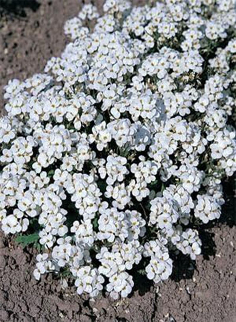 GGOOT Seeds 50 Snow Cap SF241 Seeds (Arabis Caucasica) - Image 1