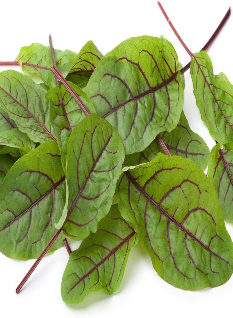 GGOOT Sorrel - Red Veined - 200 Seeds - Image 1