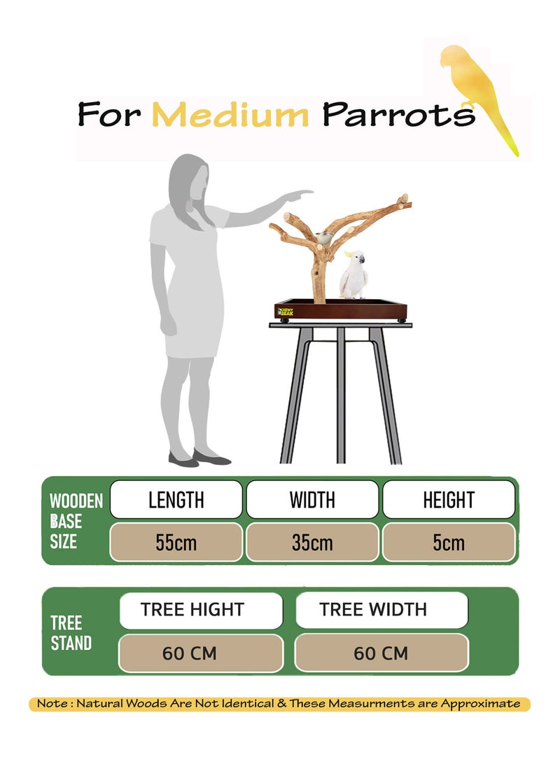 CHEWY BEAK Bird Stand Table Top Natural wooden Parrot Play Stand Indonesian Java wood Tree Perches with Stainless steel feeder medium size - Image 2