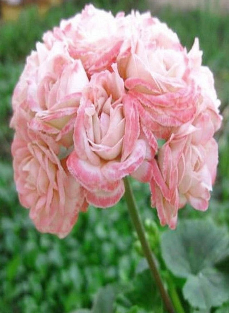 GGOOT Green Garden Flower Plants-20Pcs Geranium Pelargonium Flower Seeds Potted Balcony Home Garden Decor Plant - Image 5