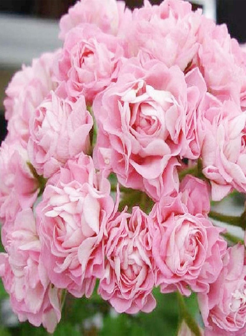 GGOOT Green Garden Flower Plants-20Pcs Geranium Pelargonium Flower Seeds Potted Balcony Home Garden Decor Plant - Image 4